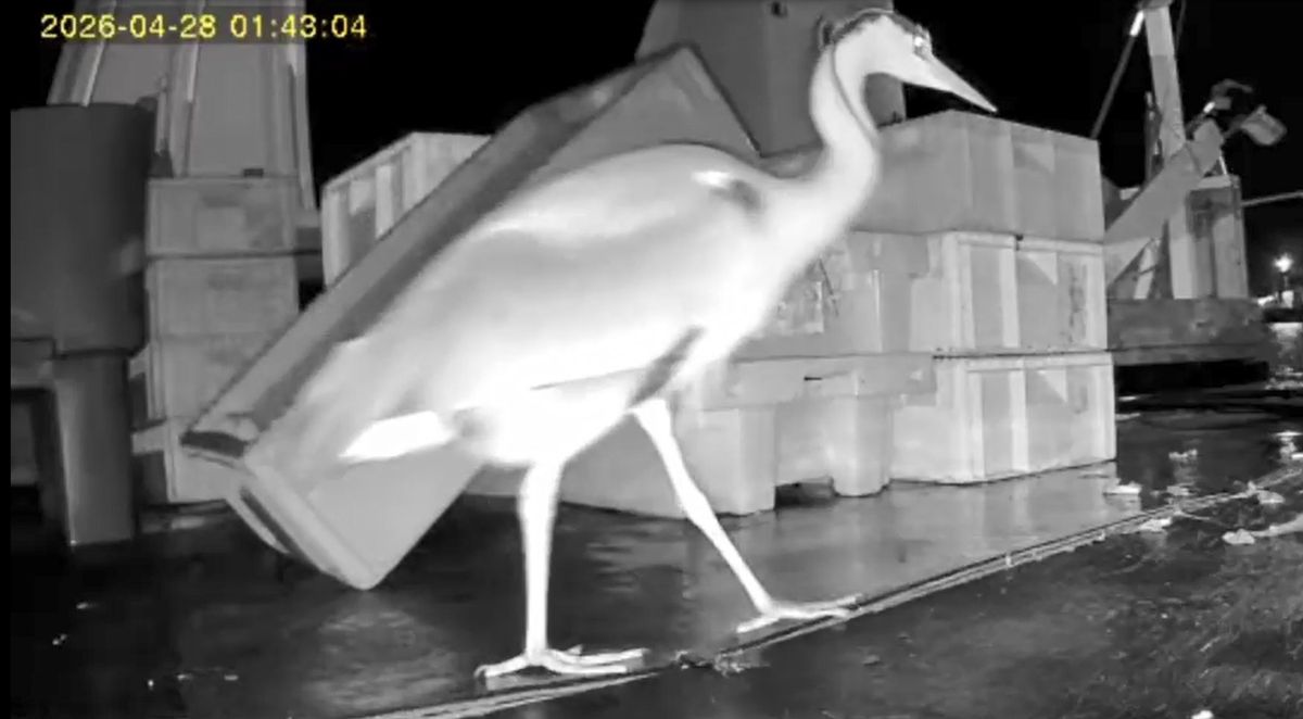 A heron on board Kevin Henderson's boat