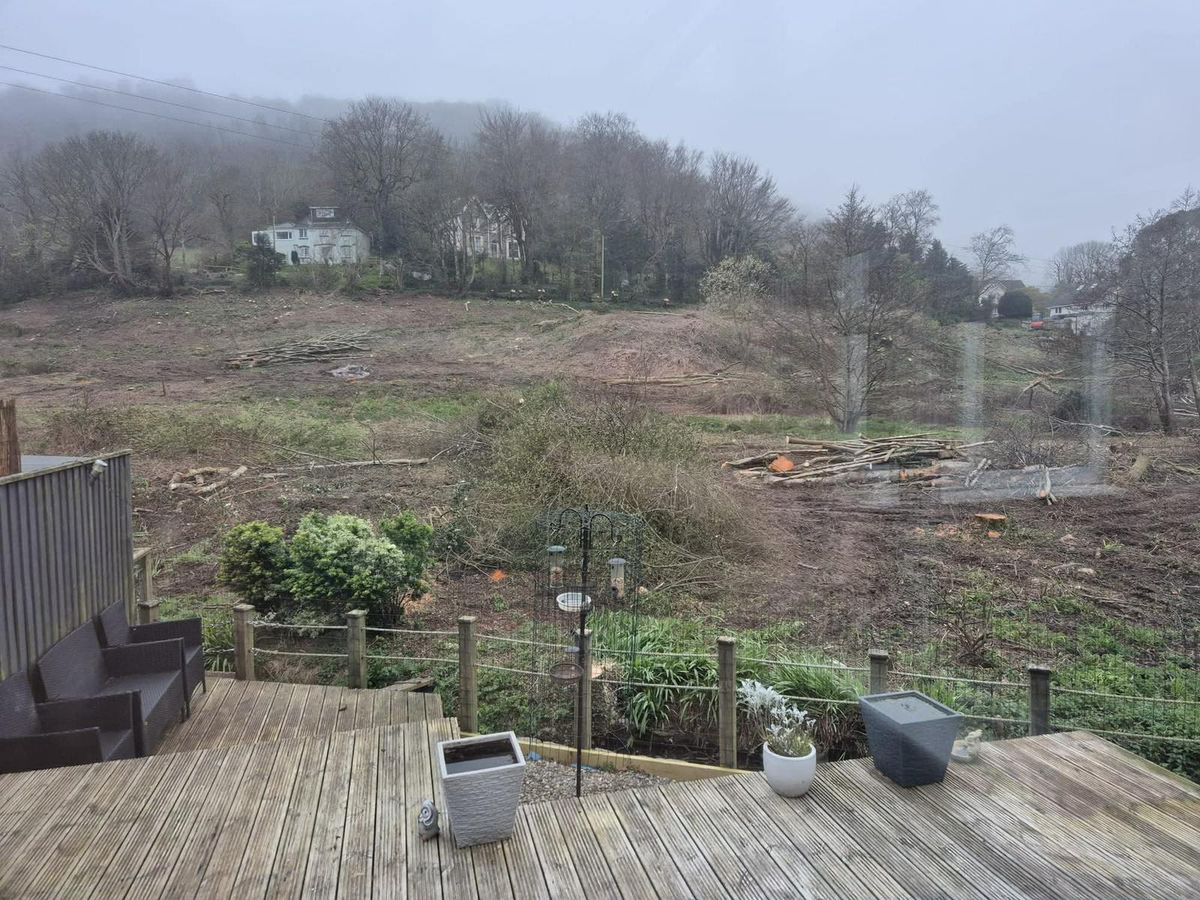 A view from the same garden after the chop.