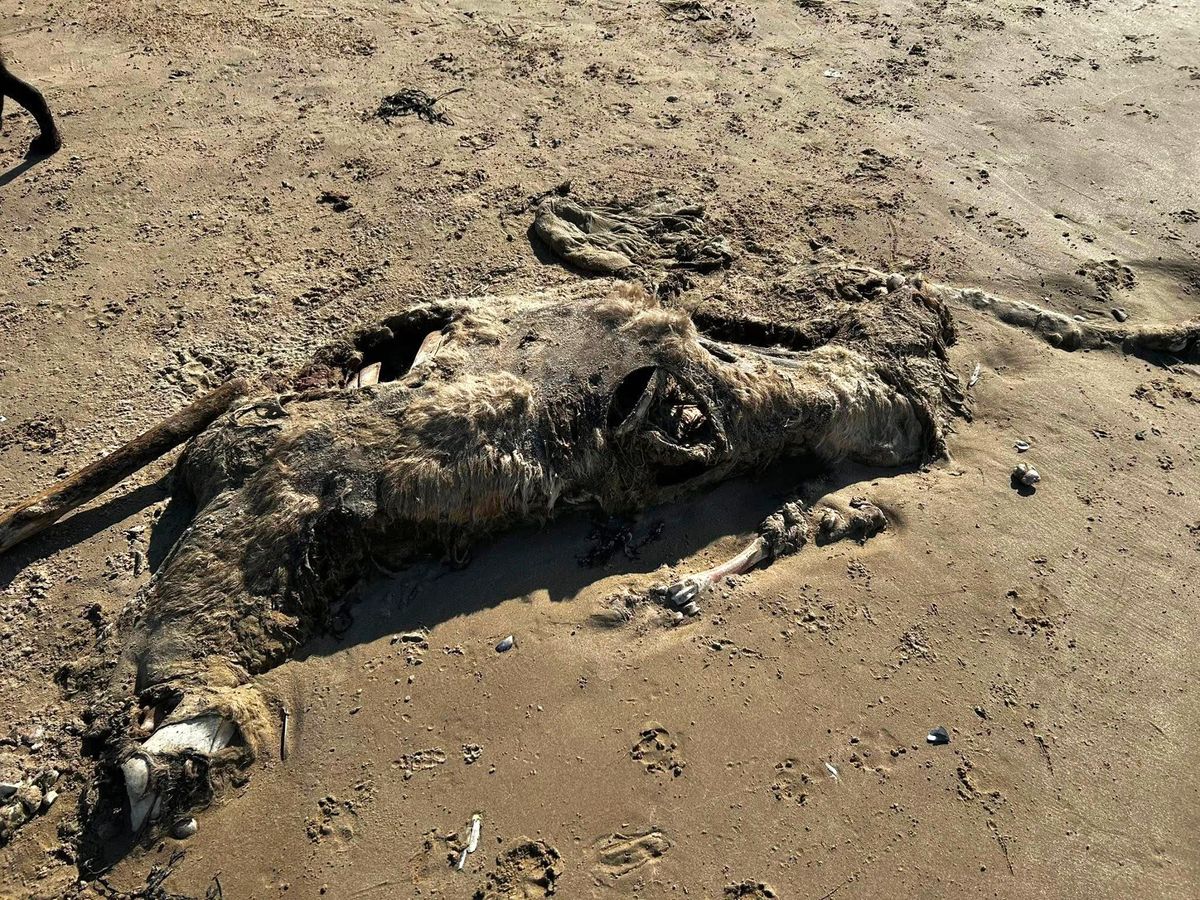 The carcase was a jumble of bones and fur