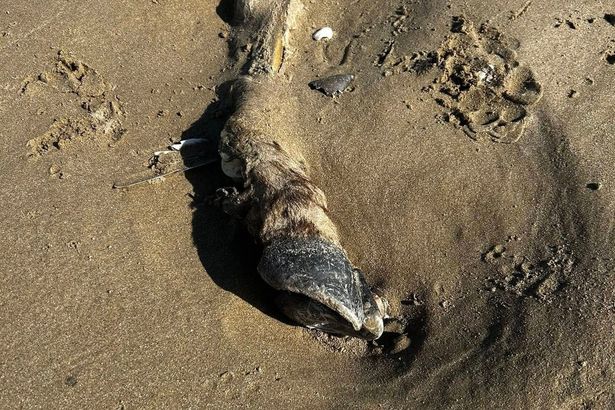 The animal appeared to have a split (cloven) hoof