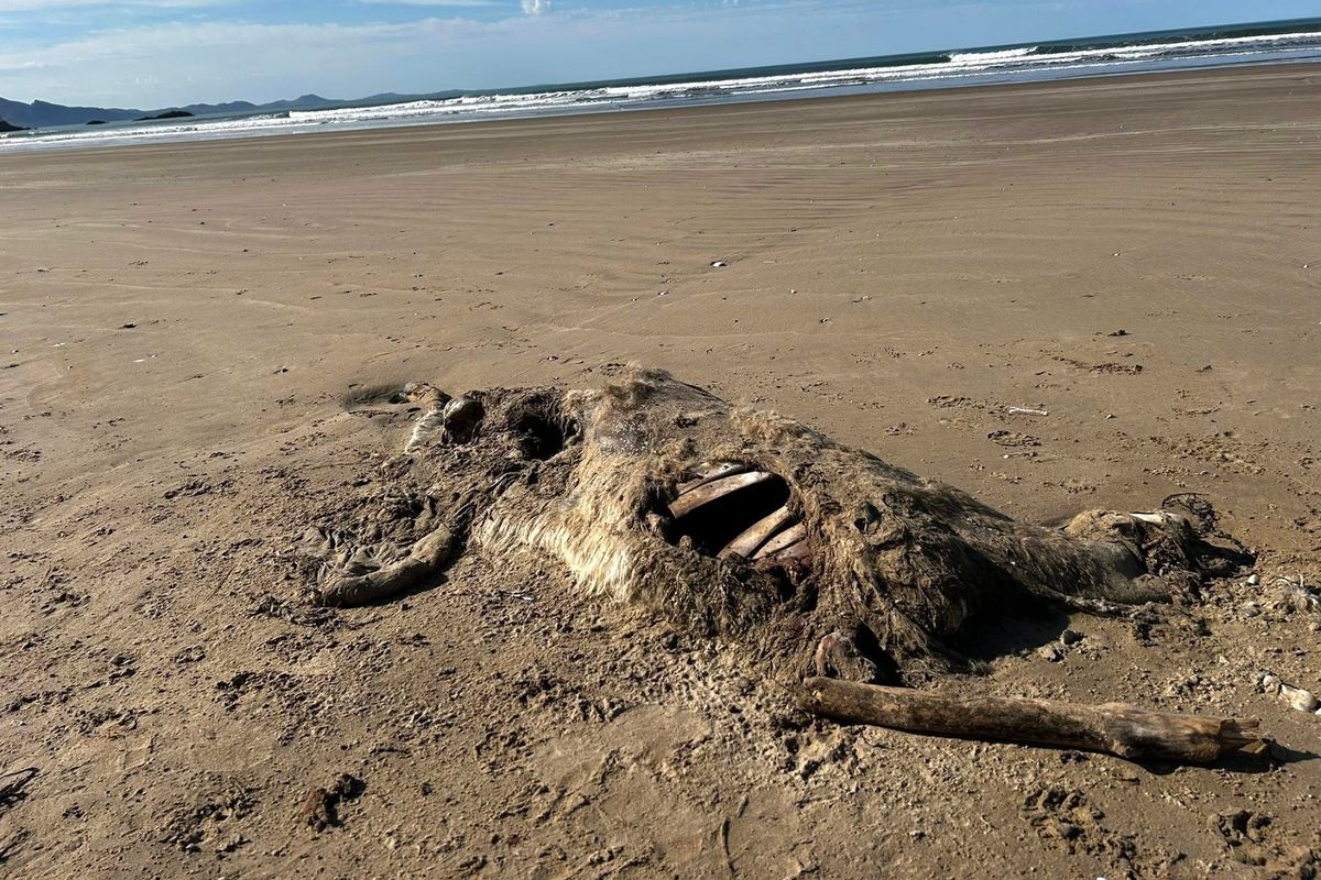 The creature's ribcage was clearly visible