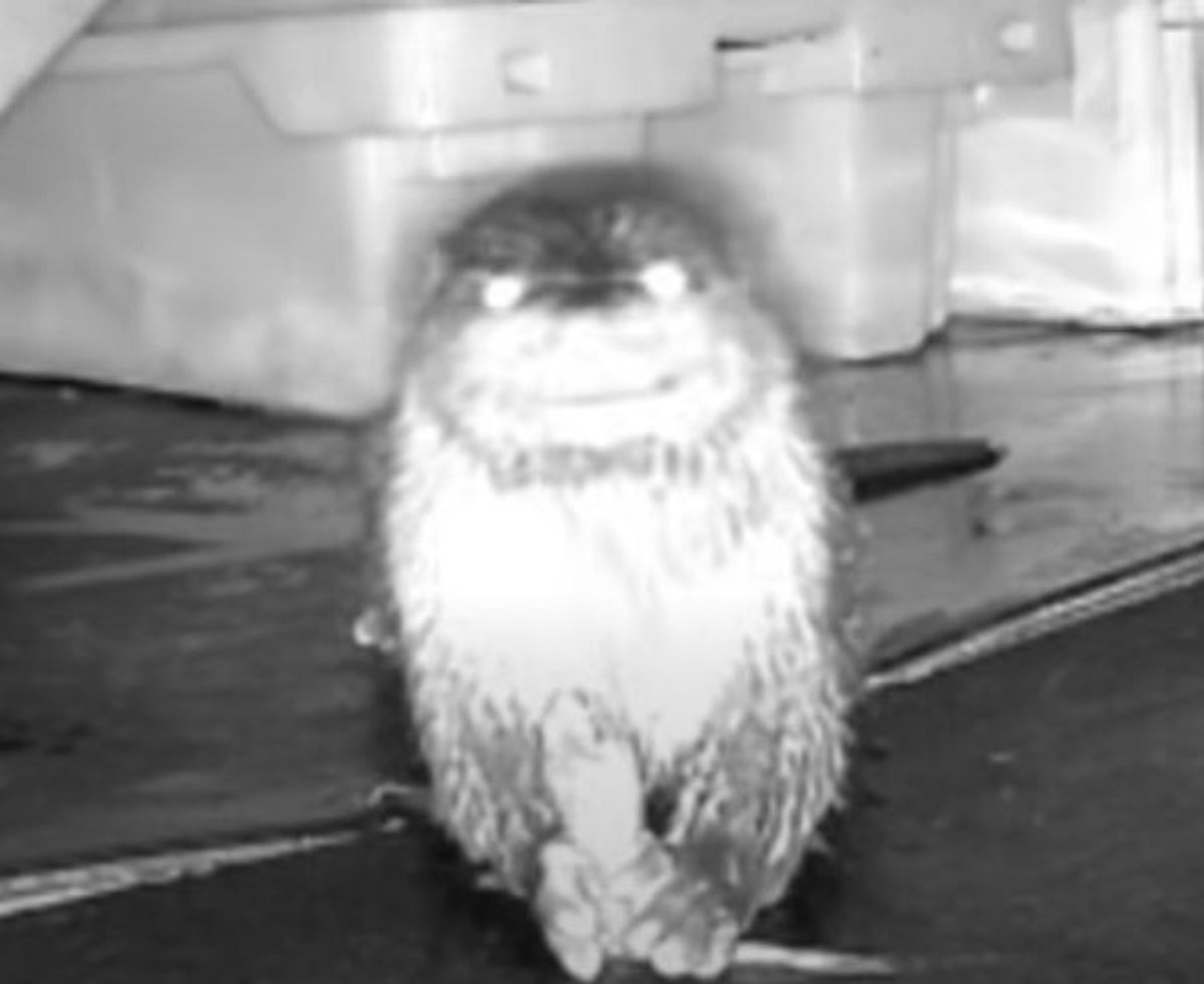 An otter with a fish on Kevin Henderson's boat