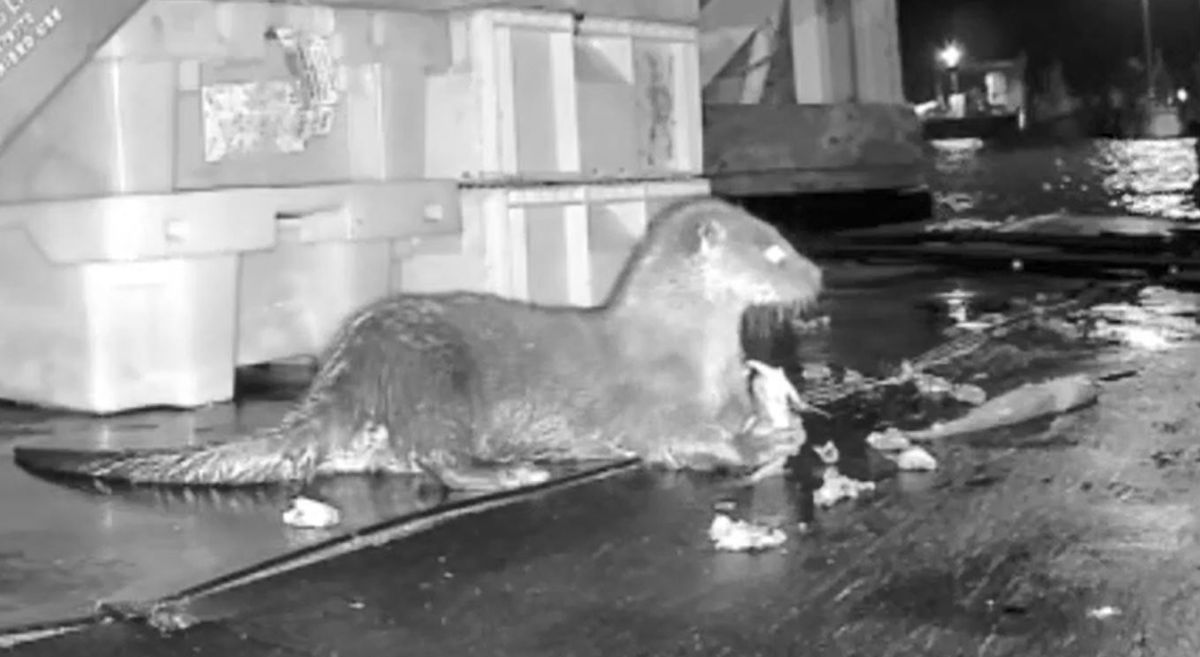 An otter on board Kevin Henderson's boat