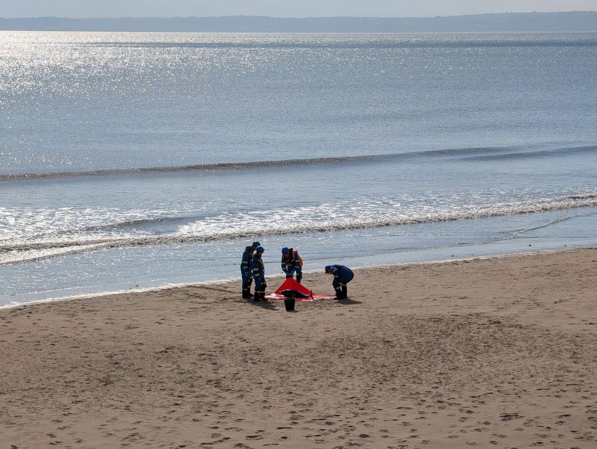 people on beach