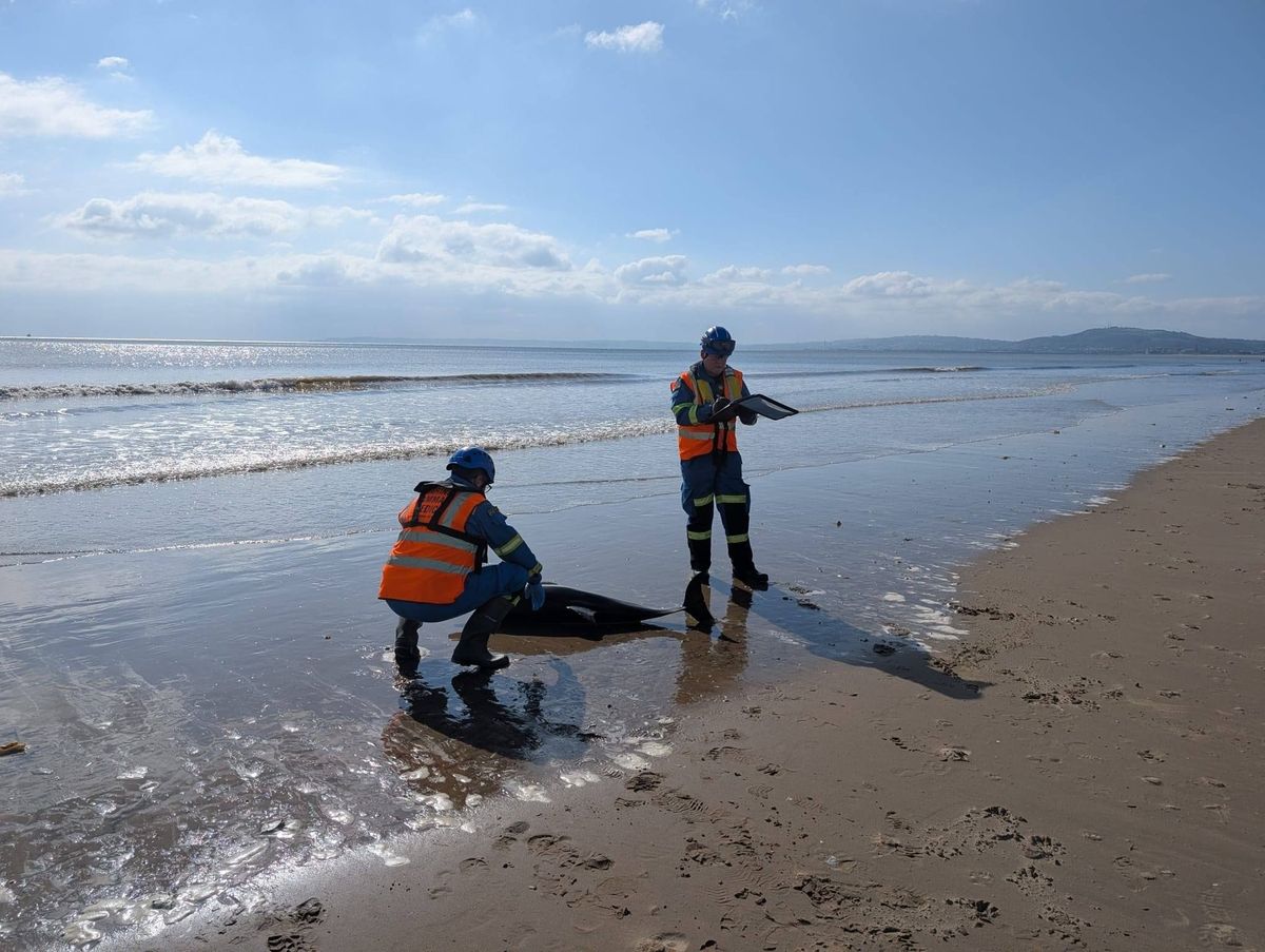 People on beach next to dead dolphin