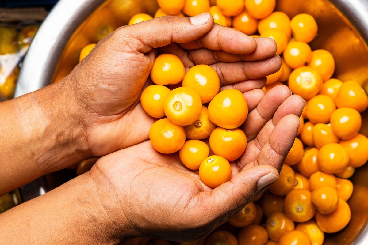 Physalis peruviana - Cape gooseberries in the hands of a farmer in a Colombian market.