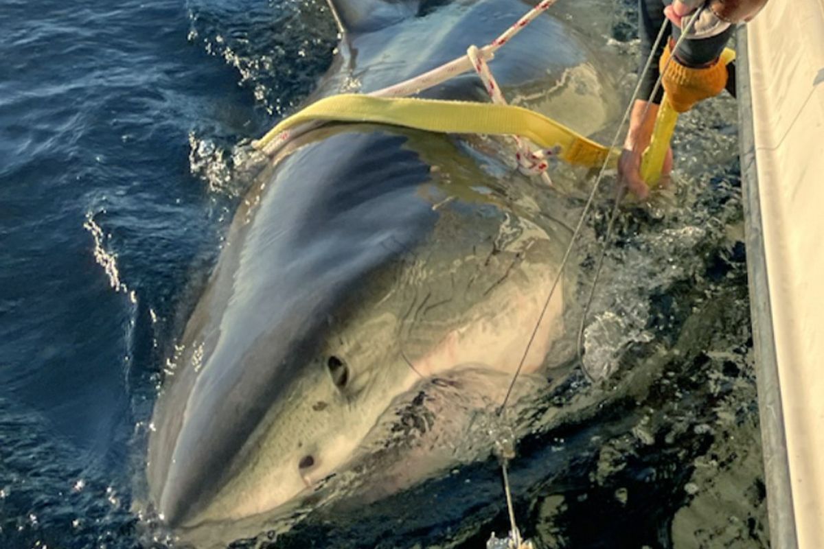 Contender, the largest great white shark tagged by Ocearch in the Atlantic ocean, shown being tagged