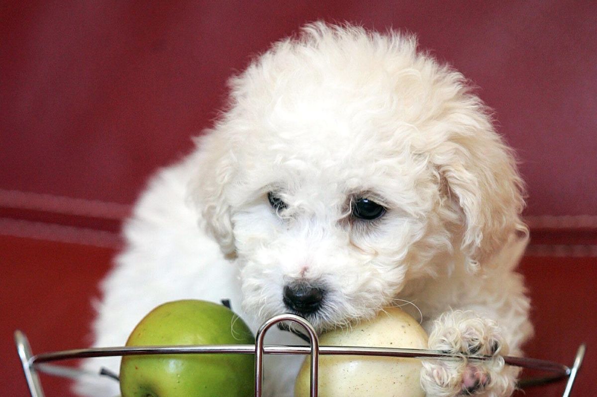 A puppy climbing into fruit basket circa 2000