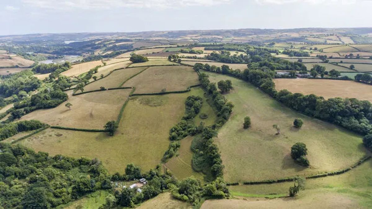 The 30-hectare (75 acre) site before 17,000 trees were planted