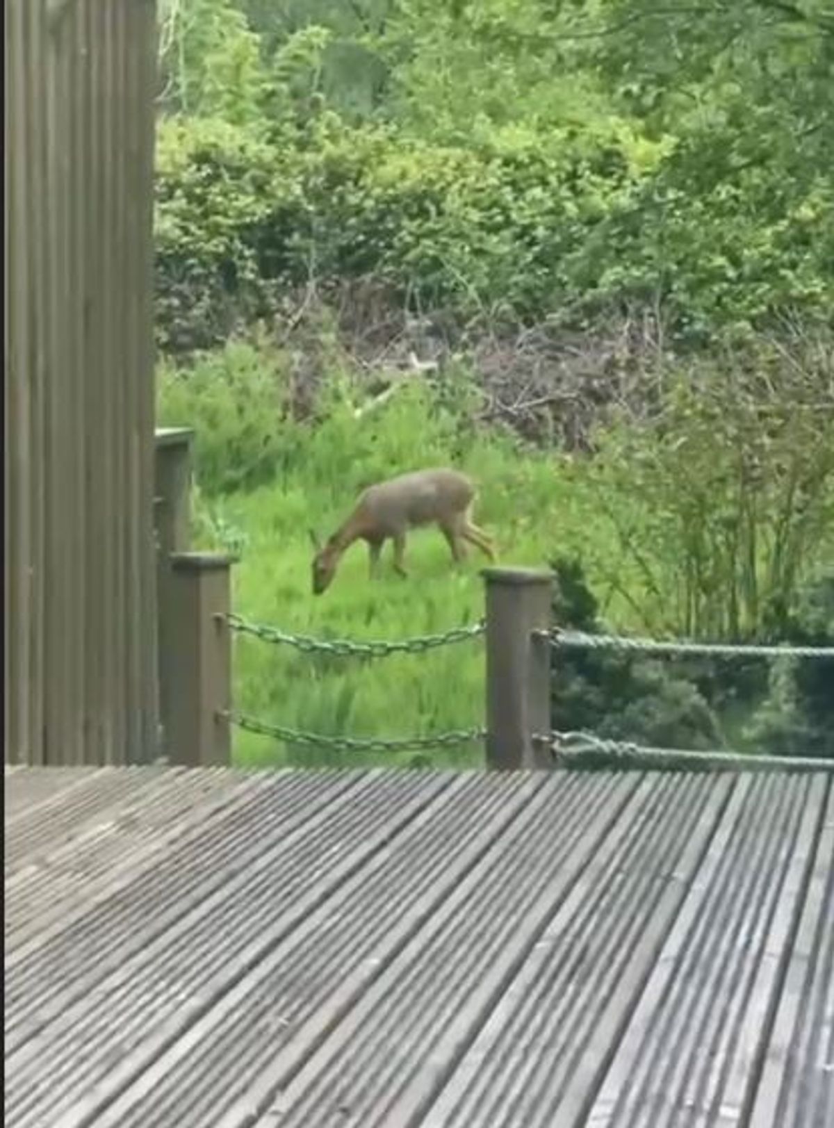 Deer-at-the-end-of-the-garden at Langleigh before trees were felled
