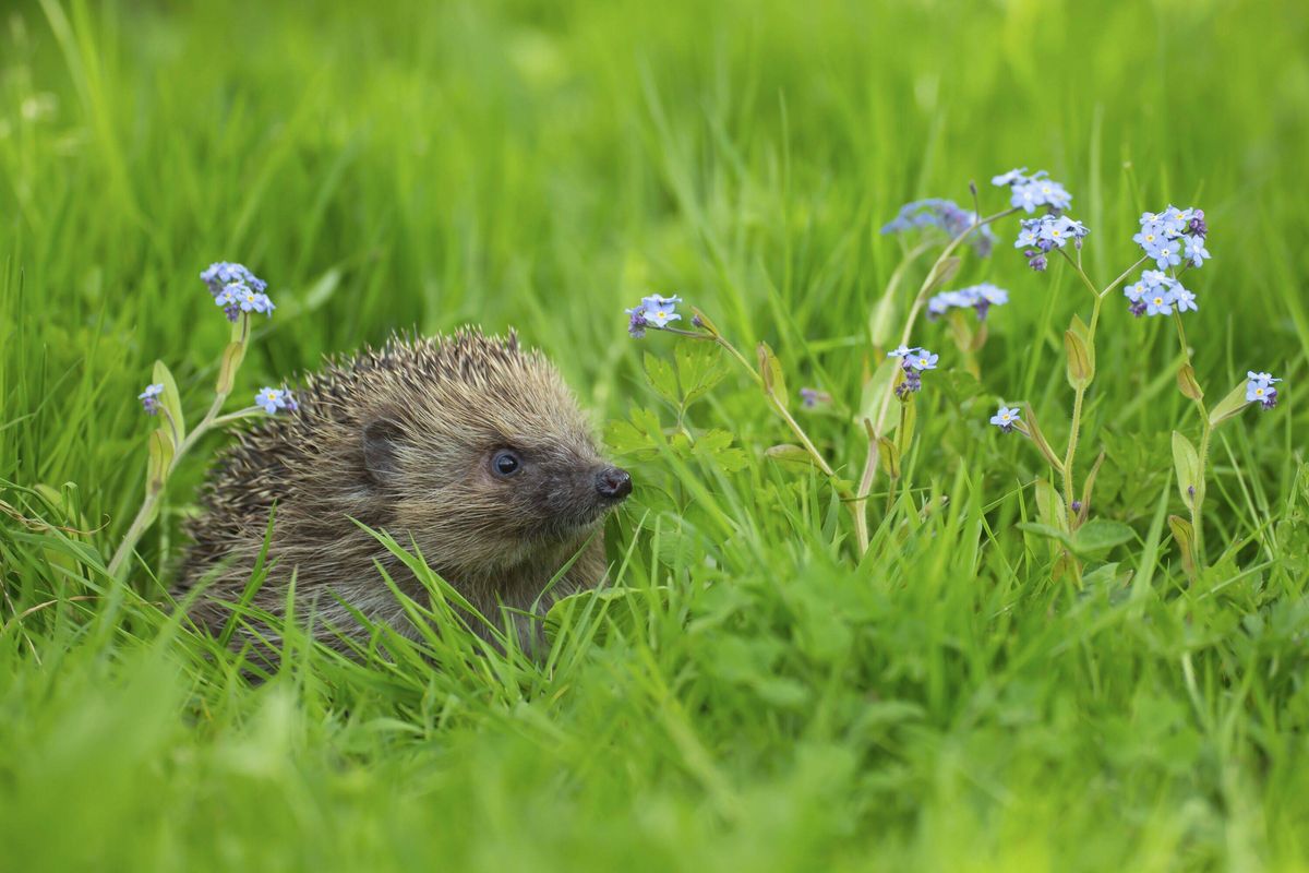 European hedgehog (Erinaceus europaeus) adult animal on a garden lawn with Forget-me-not flowers in spring, England, United Kingdom