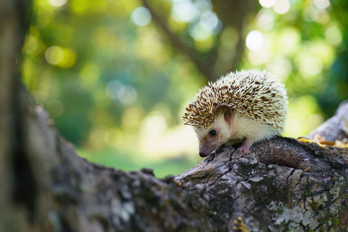 Beautiful dwarf hedgehogs on a log, a dwarf hedgehog and a beautiful green background in soft light.