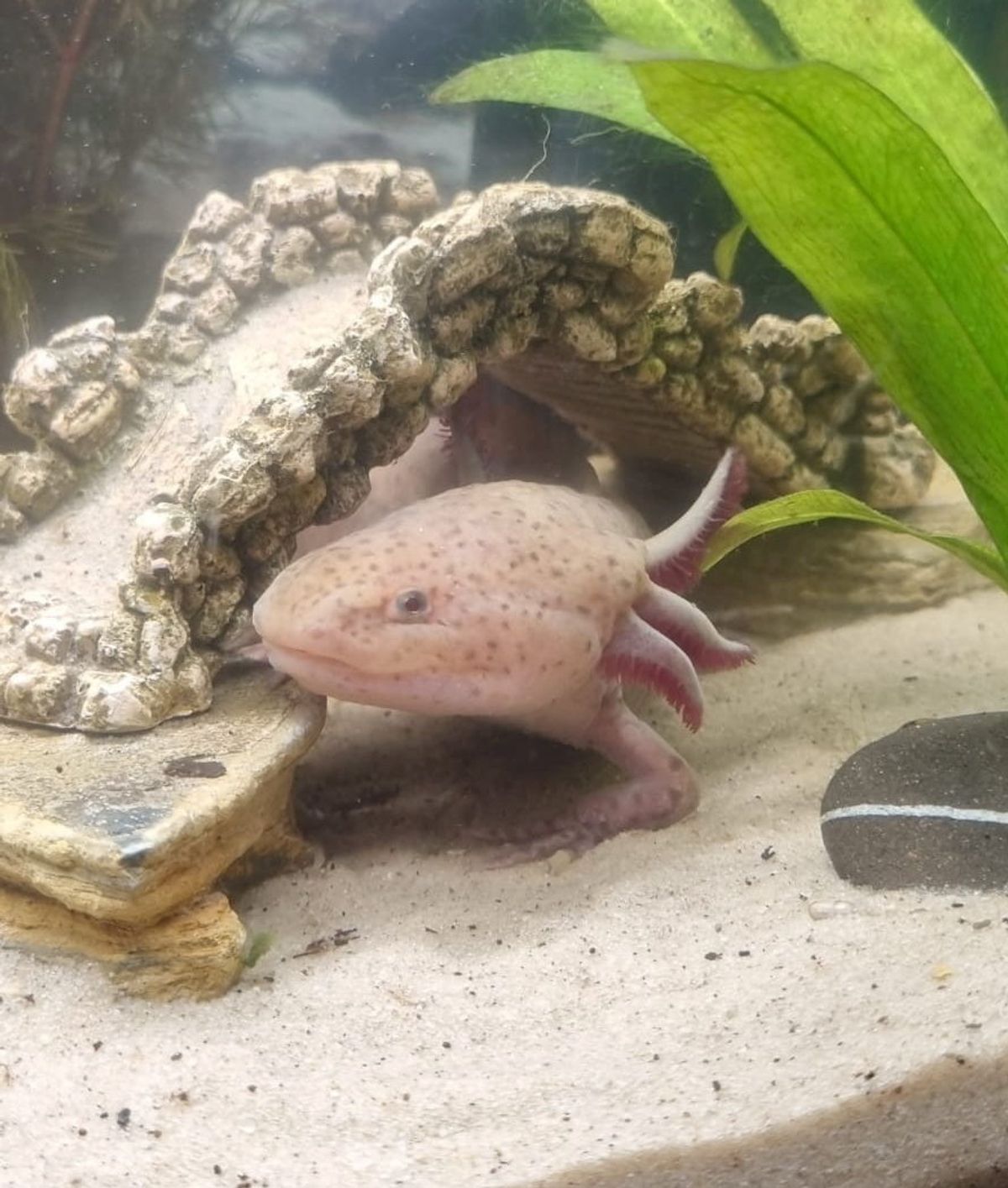 The Mexican axolotl, now called Dippy D in its tank