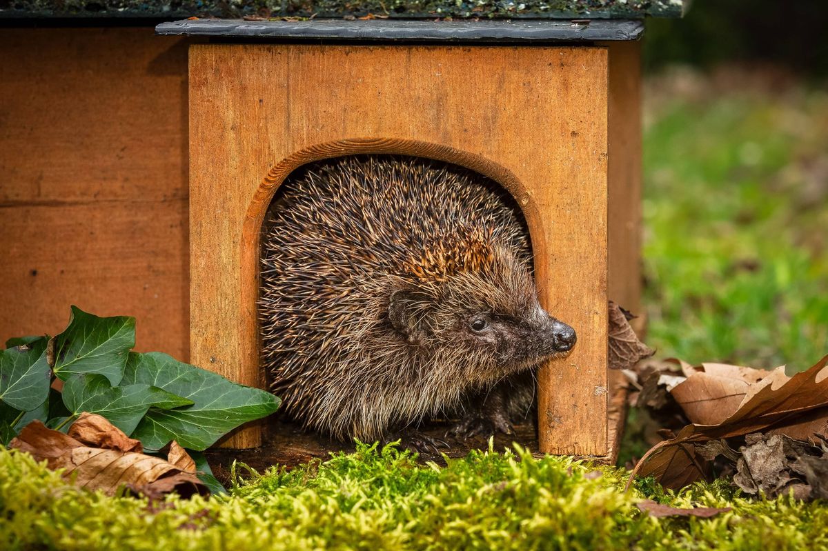 Hedgehog, Scientific name: Erinaceus europaeus. Close up of a wild, adult European hedgehog in Springtime, emerging from his house at dusk, after hibe