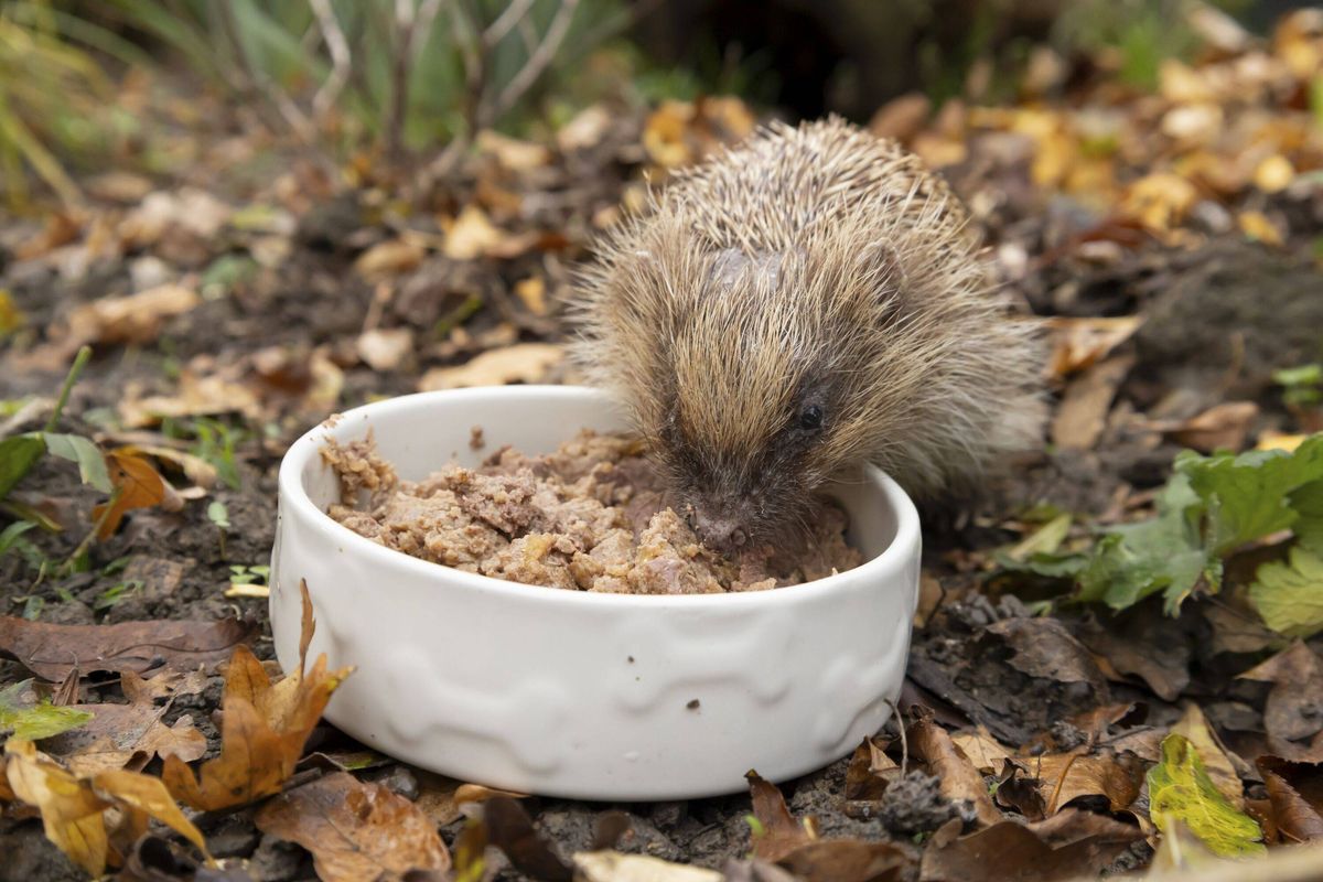 Hedgehog eating dog food