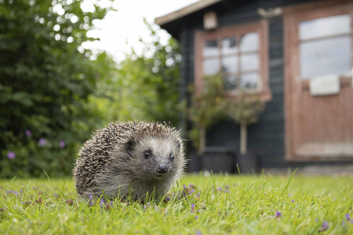 Hedgehog in garden