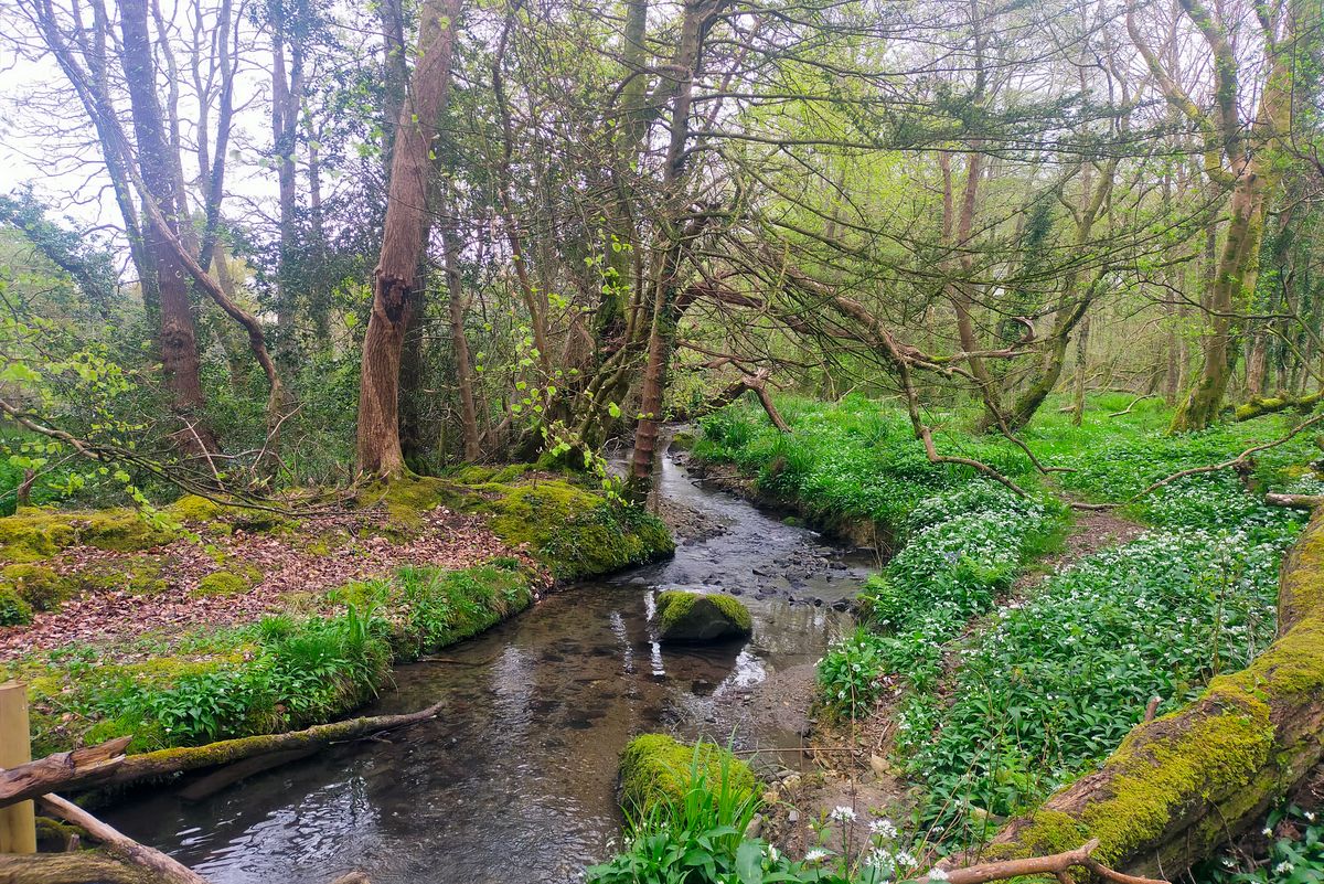 The old Plymouth woodland has been left untouched by time 