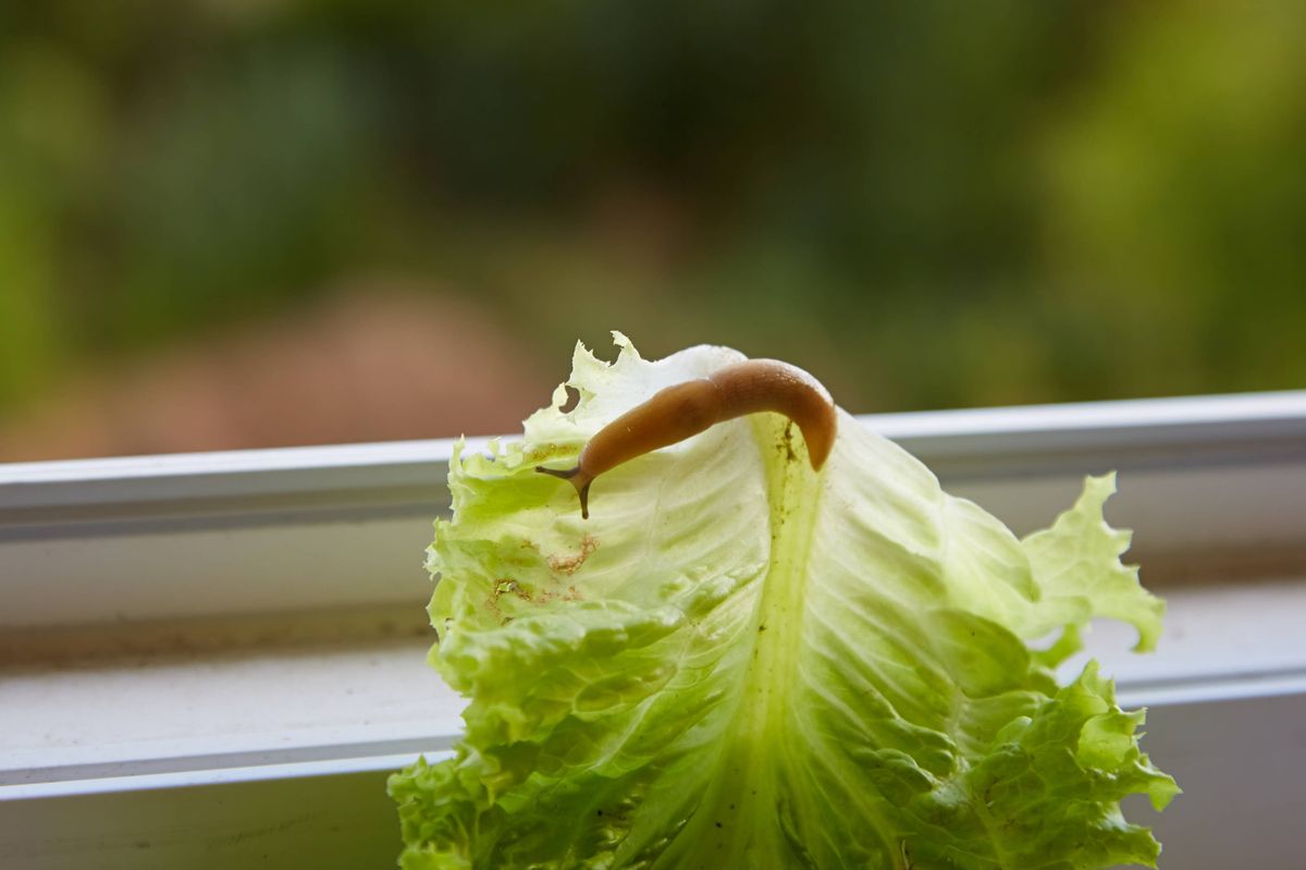 Large slug on green leaf on window background, slug on green leaf