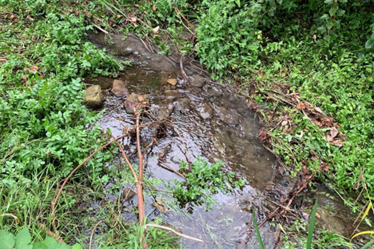 The pollution killed dozens of fish