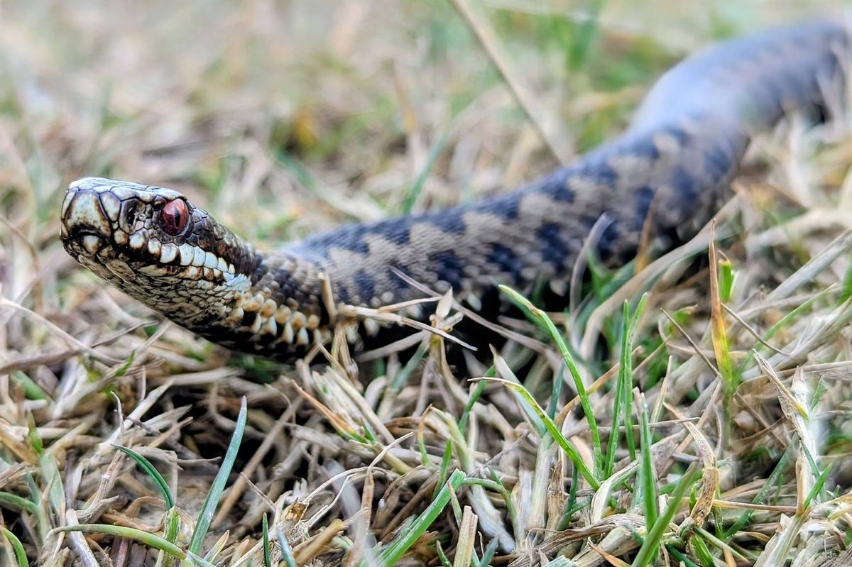 Mark Harrison spotted the adder on the edge of the North York Moors area