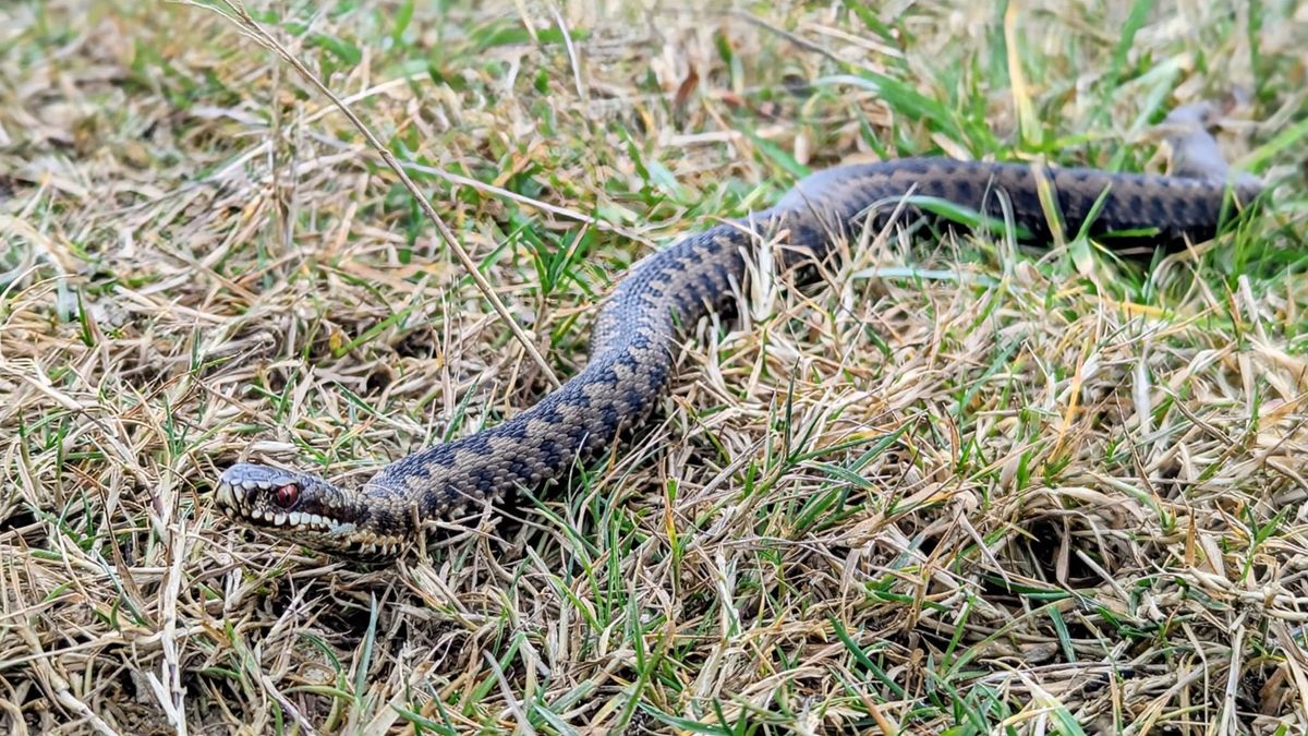 Mark kept his distance and took the pics using the zoom on his camera