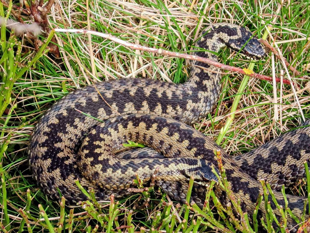 The stunning creatures are shy and unlikely to attack unless provoked