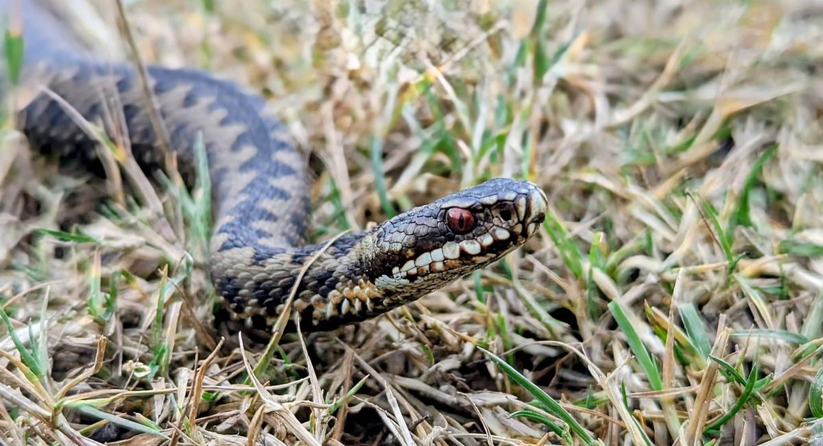 The common European adder classed as vulnerable, with populations declining extensively over the decade