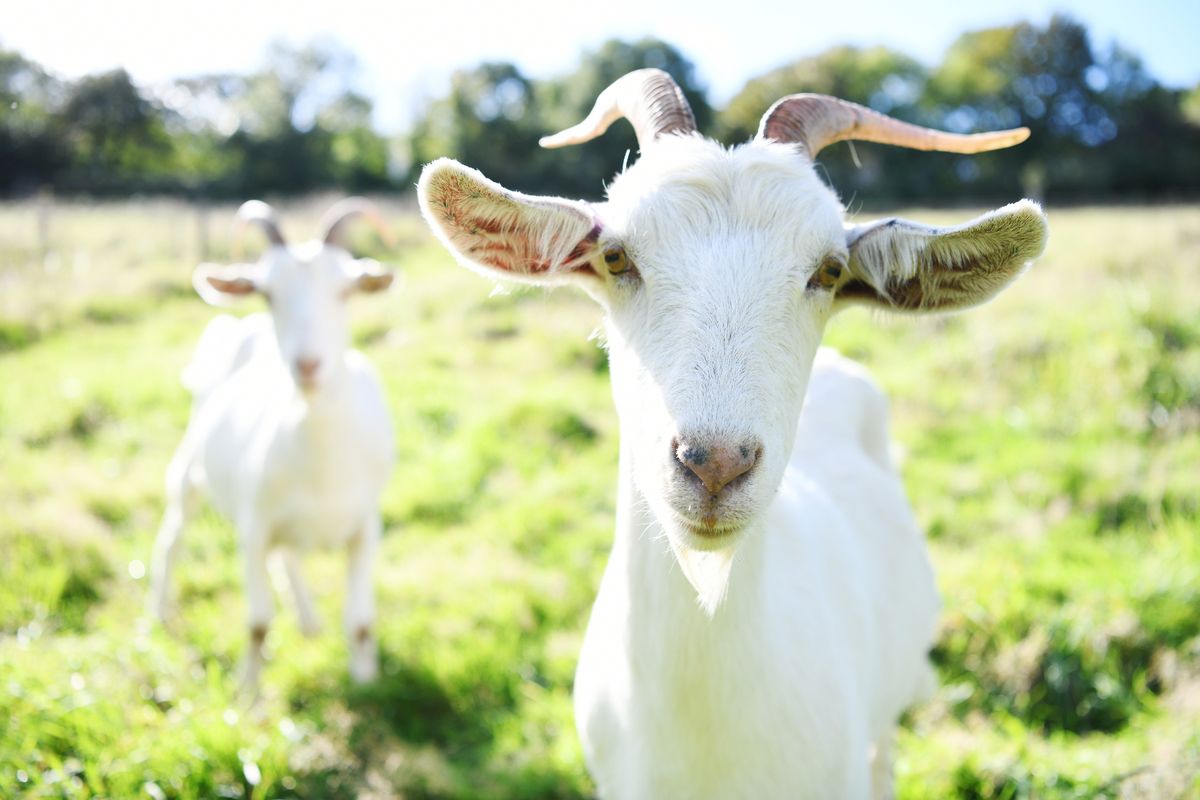Poole Farm, a community farm owned by Plymouth City Council, is home to goats, sheep, cows and pigs as well as wildlife 