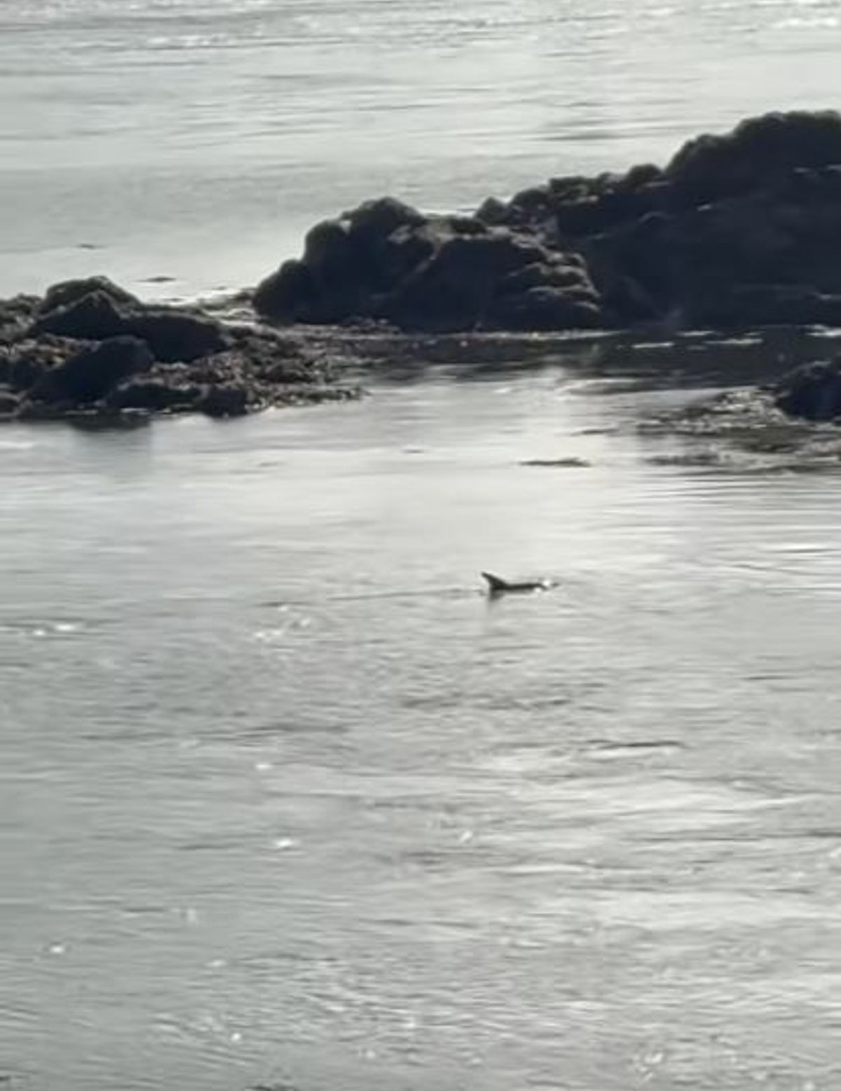 A dolphin in the sea