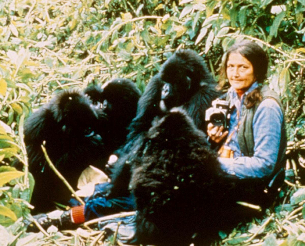 Dian Fossey during her painstaking research with the gorillas in Rwanda, Africa