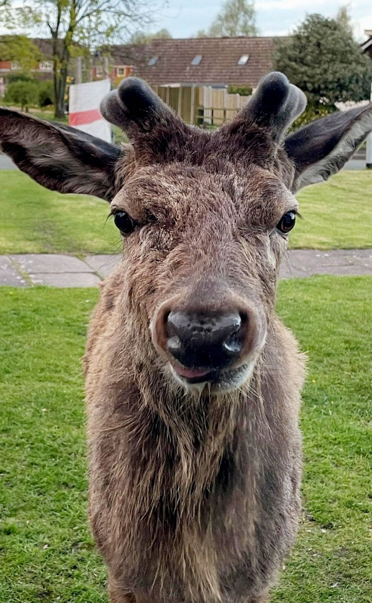 Andrew Price, 58, crashed through his front door after the stag he'd been hand-feeding took exception to his presence outside his Cannock home - moments after he threatened the deer