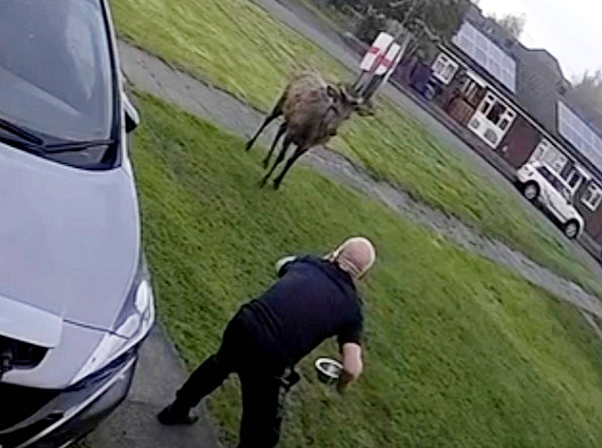 Andrew Price, 58, crashed through his front door after the stag he'd been hand-feeding took exception to his presence outside his Cannock home - moments after he threatened the deer