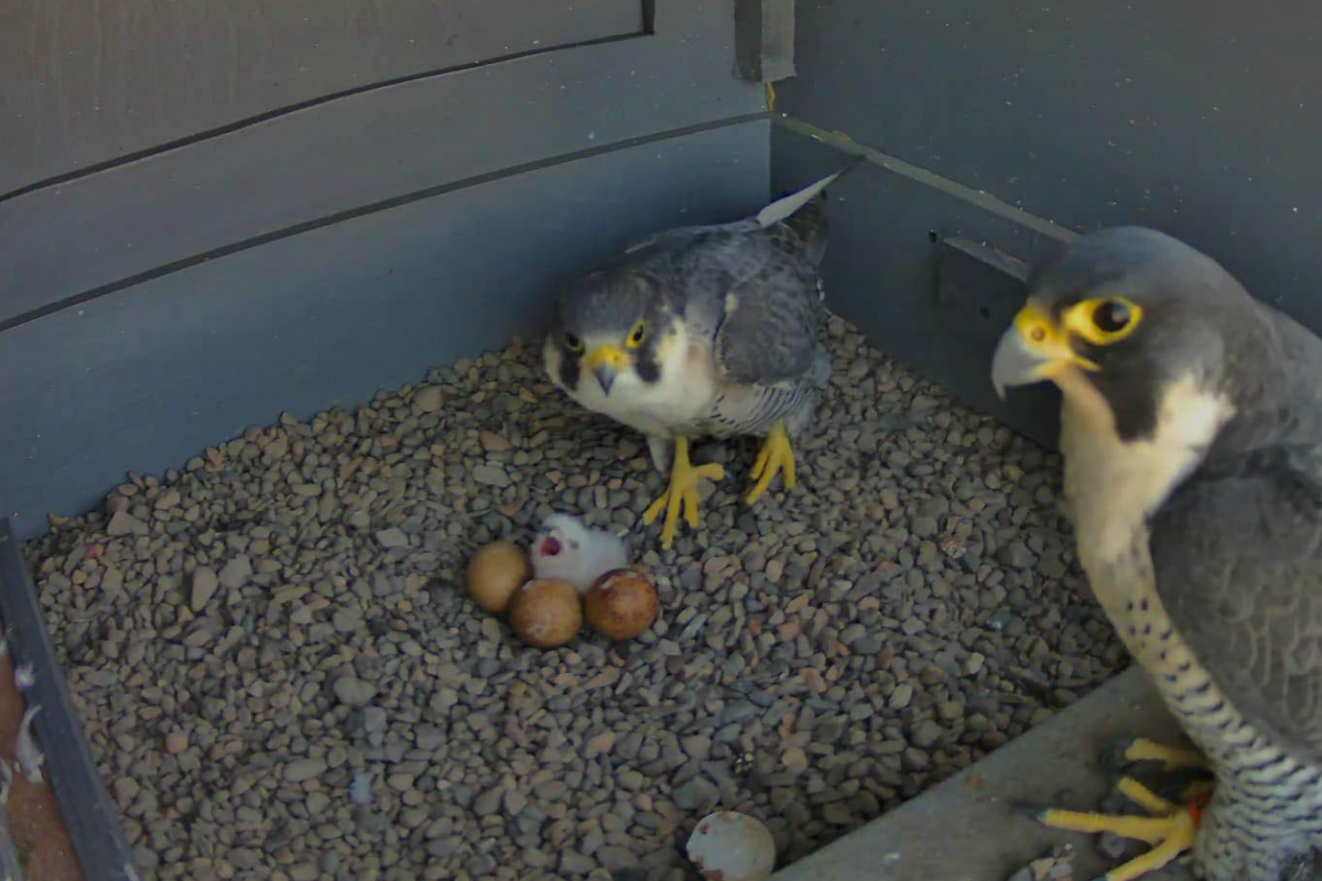 The pair pose with their adorable chick