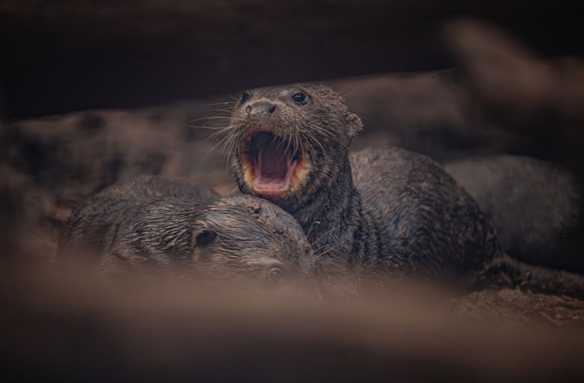 Giant otters are the largest members of the weasel family, with some measuring up to 6ft long