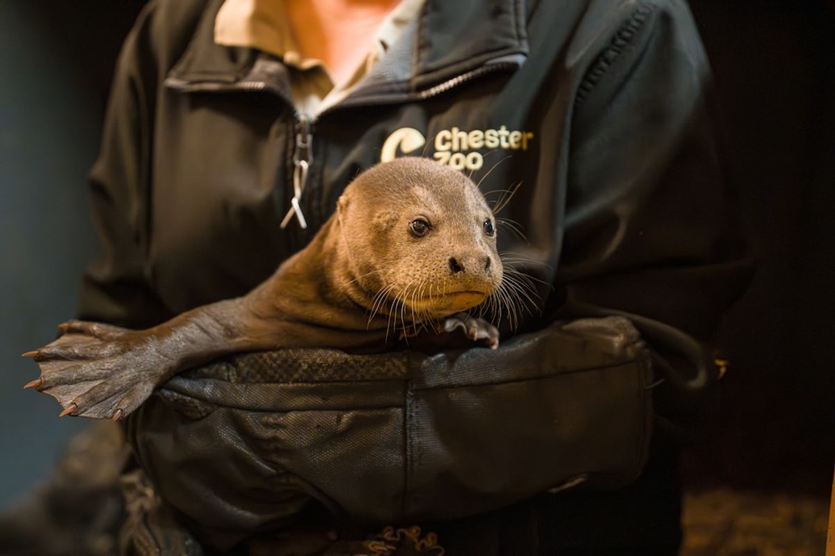 Three giant otter pups born at Chester Zoo receive their first health check