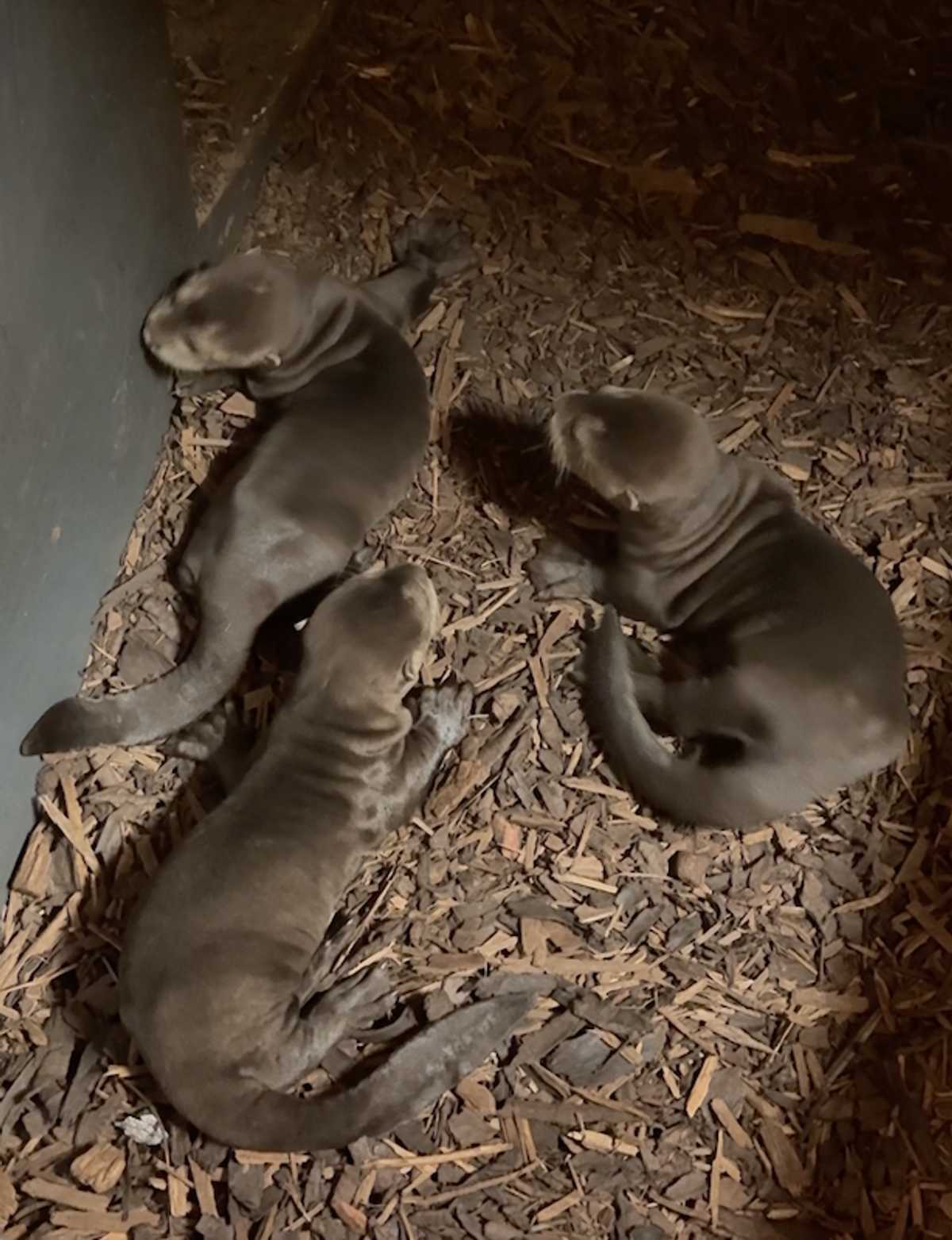 The pups have tripled in size since they were born on February 9
