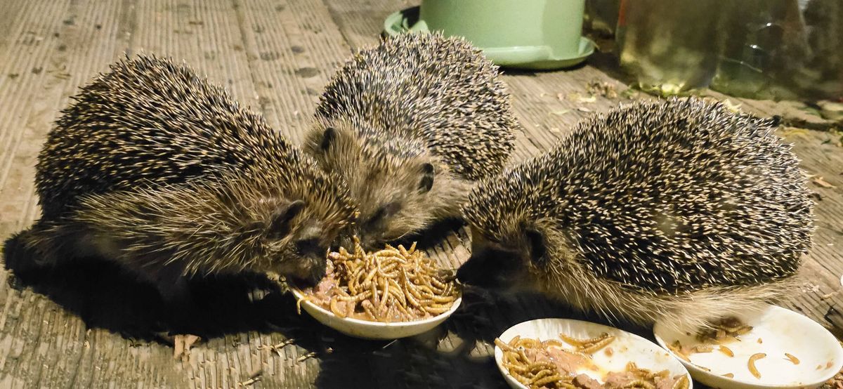 Three hedgehogs feeding on mealworms in bowls on wooden surface