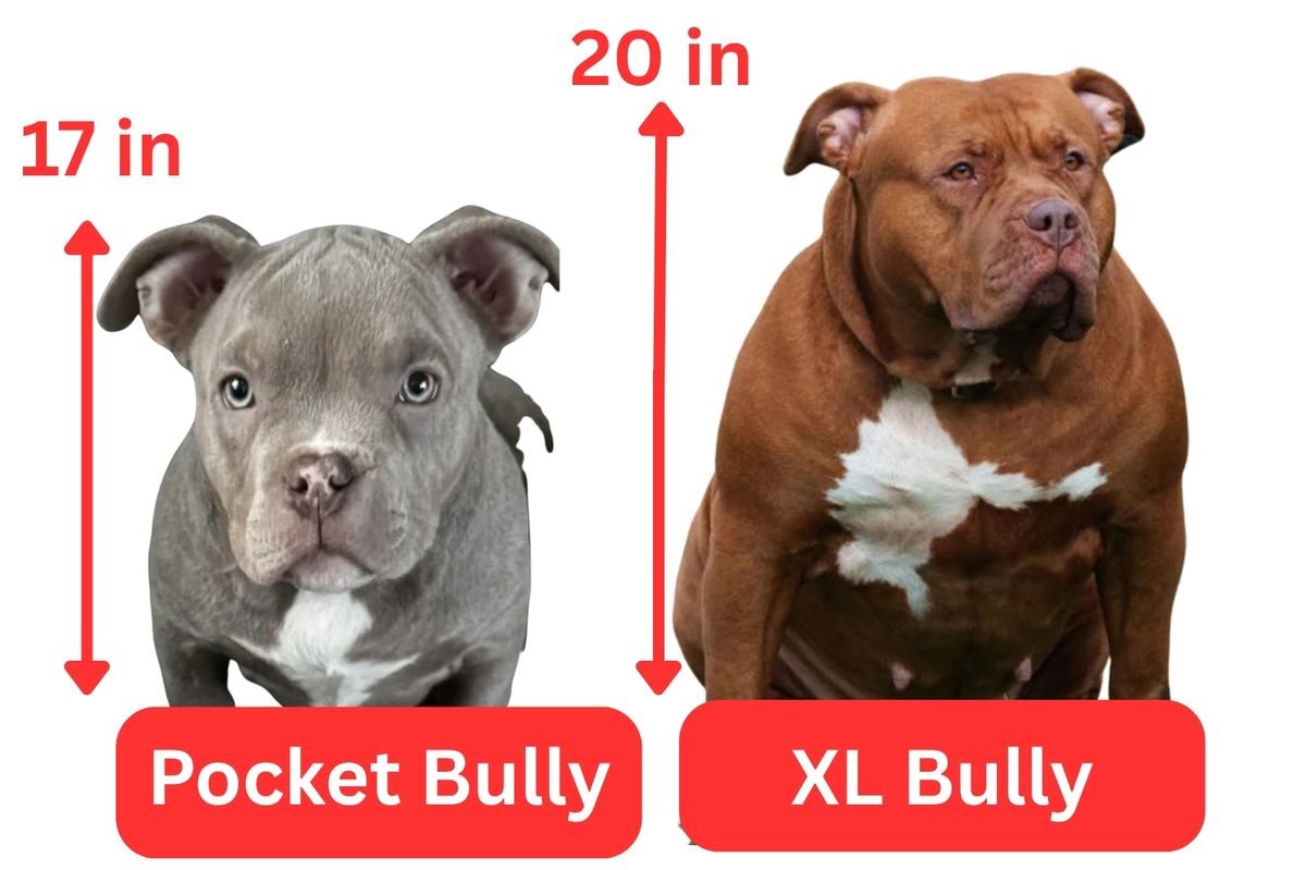 Bullys