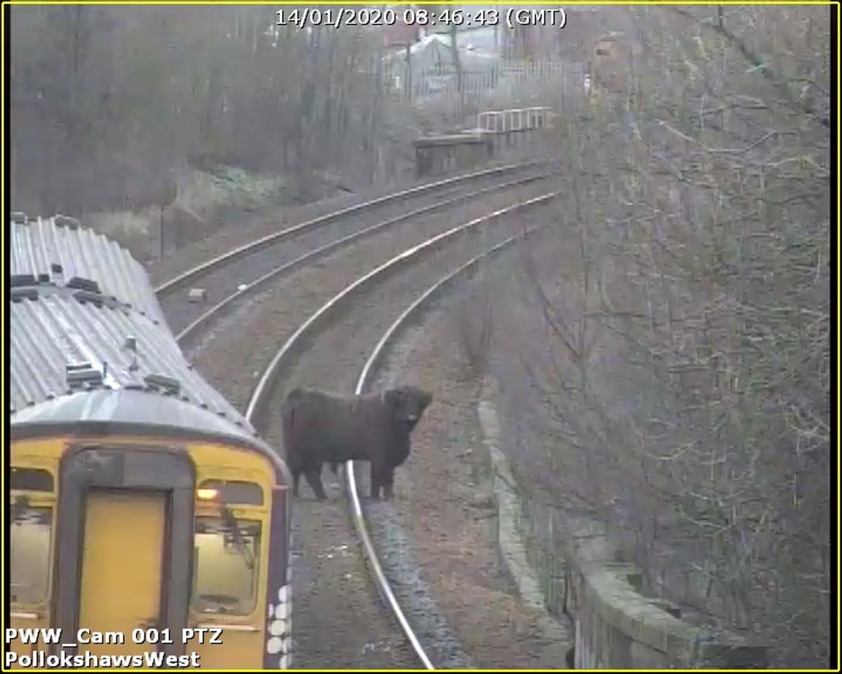 Valentino the Pollokshaws cow