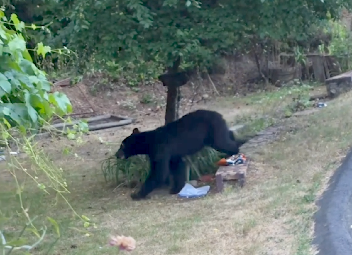 Allie shooed the huge bear away