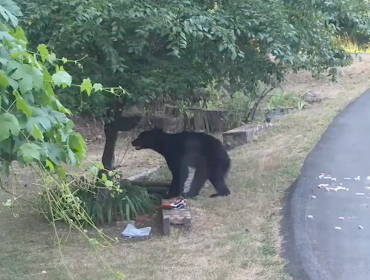 The bear tried to get into Allie's cherry plumbs