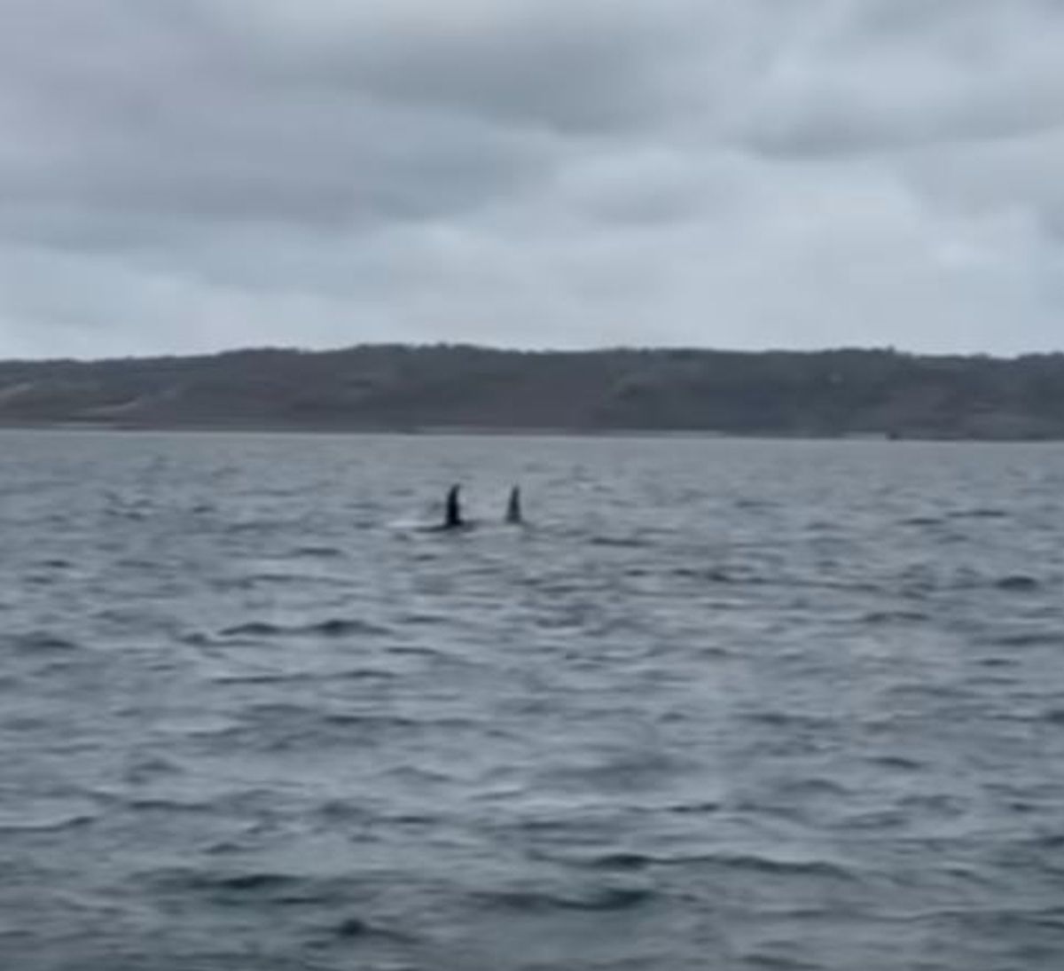 John Coe and Aquarius, the two brothers orca, spotted swimming off Lizard Point in Cornwall on April 1, 2026 for the first time since 2021