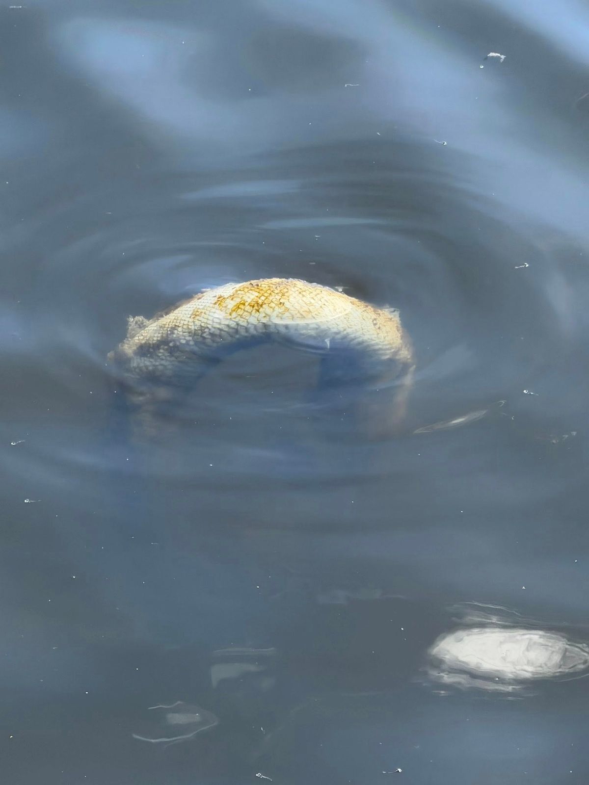 The python was pulled from Babbs Mill Lake in Solihull 