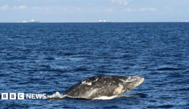 A grey whale partially rising out of a blue ocean