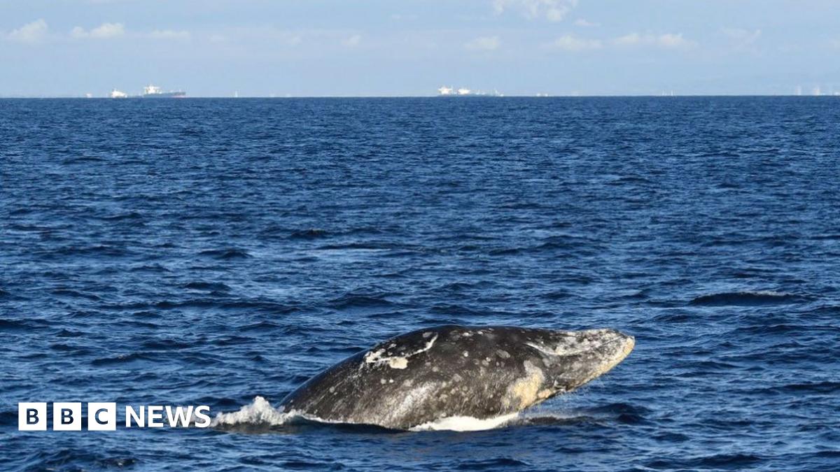 A grey whale partially rising out of a blue ocean