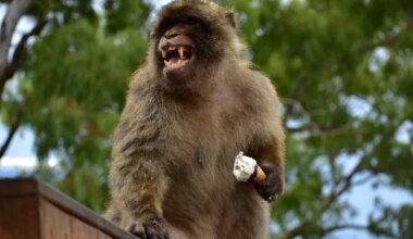 Monkeys hooked on Haribo eat soil to settle their stomachs