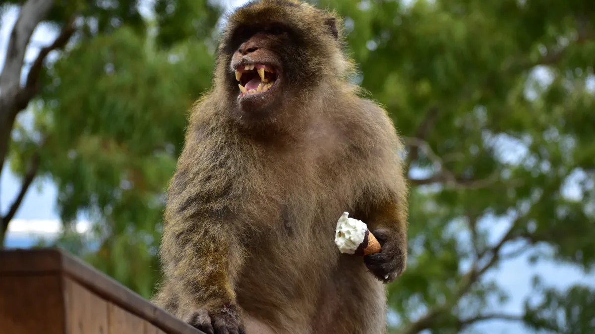 Monkeys hooked on Haribo eat soil to settle their stomachs
