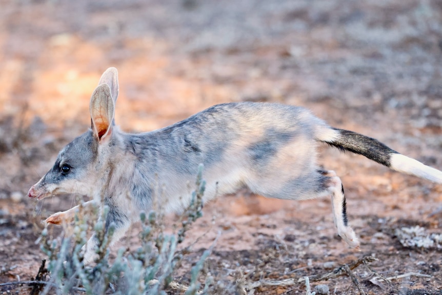 A close up shot of a small marsupial running on red dirt.