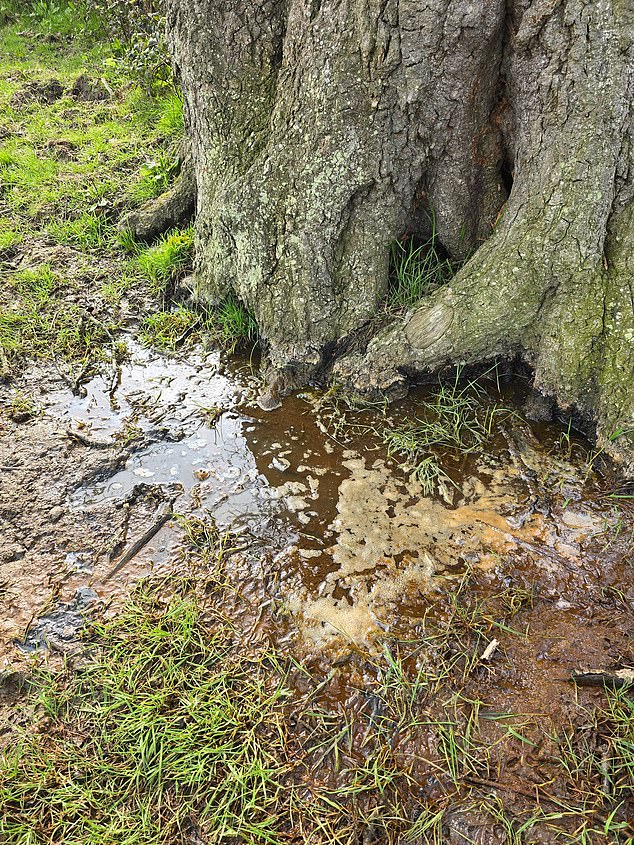 The arrival of compost en masse came as part of attempts by owners of the venue, which sits in the green belt, to turn grazing fields within its grounds into additional pitches. Pictured: The club's now waterlogged grounds