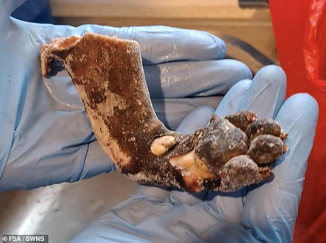 Nauseating photos show what appear to be splayed out rodents, chunks of dark, nondescript meat and the paw of an animal which species has not been disclosed